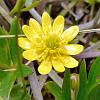 Senecio - native